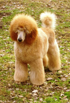 CANICHE MARE